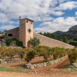 De Lekkerste Wijnhuizen en Wijntours op Mallorca