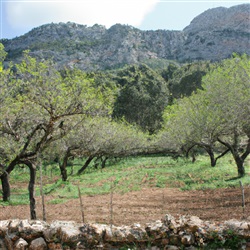 Het belang van de amandelteelt op Mallorca