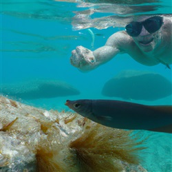 Unieke ervaringen: zwemmen met zeedieren in Mallorca